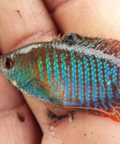 Nepal, Kathmandu & Kawasoti